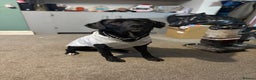 Borador dogs for sale: Barney  - Advert 1