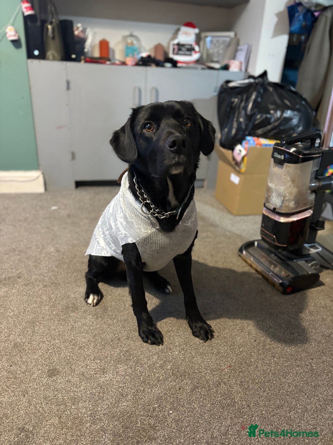 Borador dogs for sale: Barney  - Advert 1