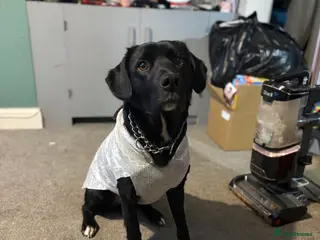 Borador dogs Barney - Advert 2