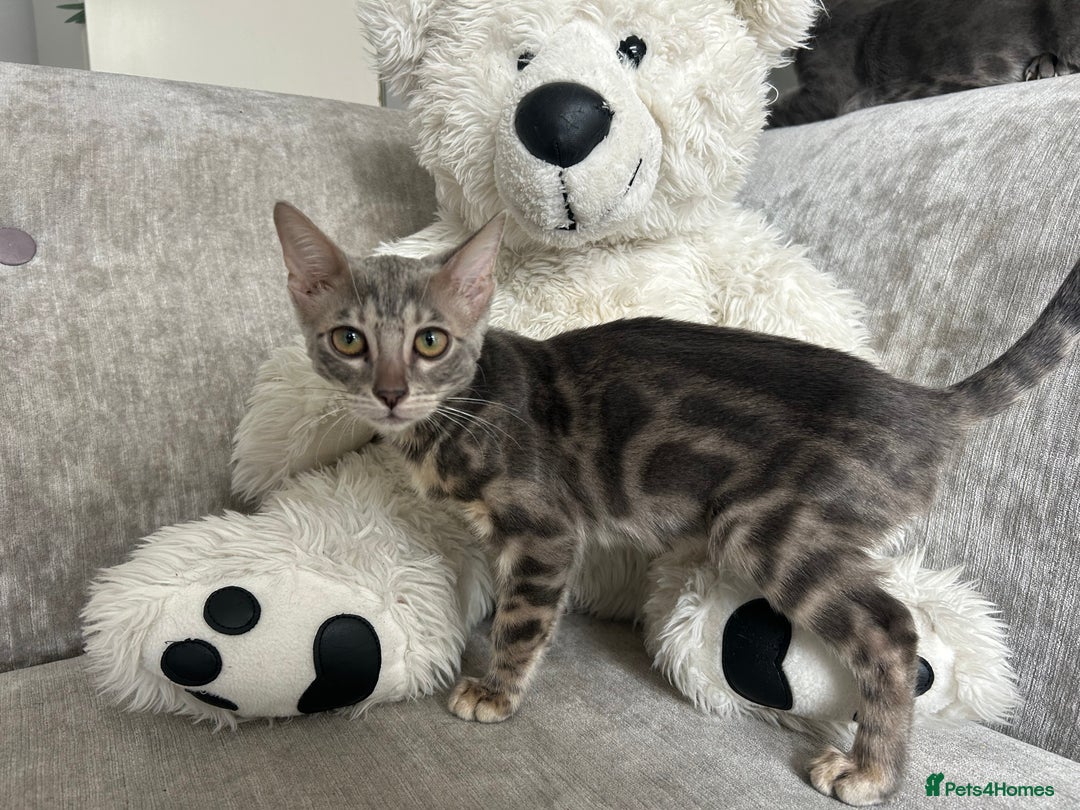 Bengal cats for sale: Adorable Female Blue Bengal Kitten TICA REG - Image 2