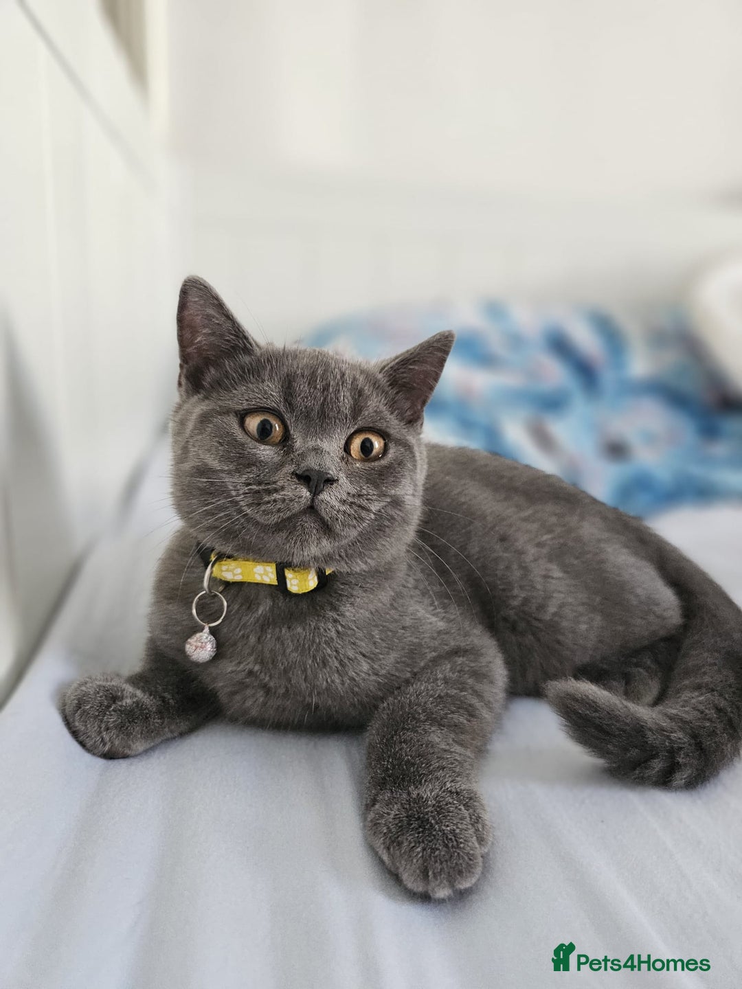 British Shorthair cats for sale: British Shorthair  - Image 7