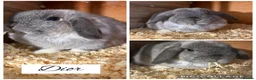 Mini Lop rabbits for sale: Pure bred mini lops  - Advert 3