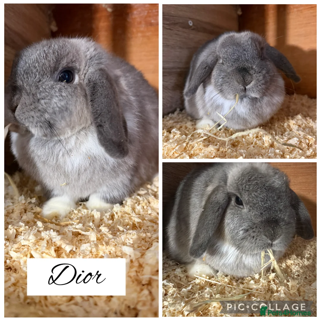 Mini Lop rabbits for sale: Pure bred mini lops  - Advert 3