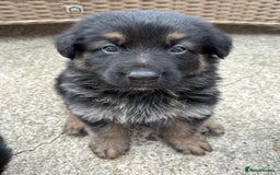 German Shepherd dogs for sale: Pure German Shepherd Puppies. - Image 1