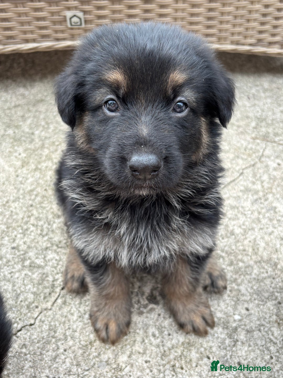 German Shepherd dogs for sale: Pure German Shepherd Puppies. - Image 1