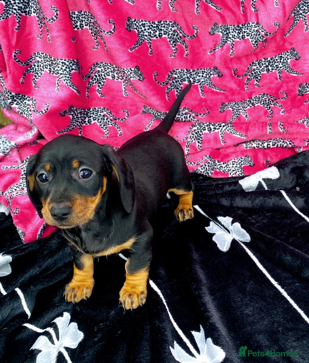 Miniature Dachshund dogs for sale: Stunning Miniature Dachshund Puppies!!! - Image 8
