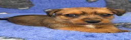 Jack Russell dogs for sale: Stunning Jack Russell Puppies - Advert 7