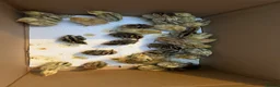 Quail poultry for sale: Quails chicks - Advert 3