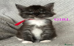 Maine Coon cats for sale: MaineCoon Kittens For Sale Black Smoke - Image 21