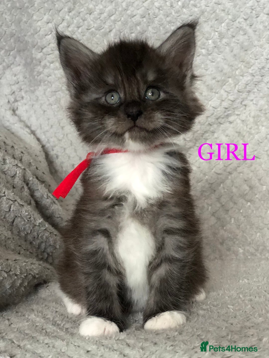 Maine Coon cats for sale: MaineCoon Kittens For Sale Black Smoke - Image 21