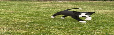 Border Collie Puppy 6