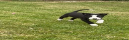 Border Collie dogs for sale: ⭐️BORDER COLLIE PUPS⭐️ READY TO GO - Advert 11
