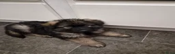 German Shepherd dogs for sale:  Pedigree German Shepherd pups straight backed - Advert 8