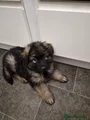 German Shepherd 9 dark pink collar ready to leave at weekend