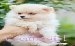 Pomeranian dogs for sale: KC Pomeranian puppies (Korean lines) - Image 33