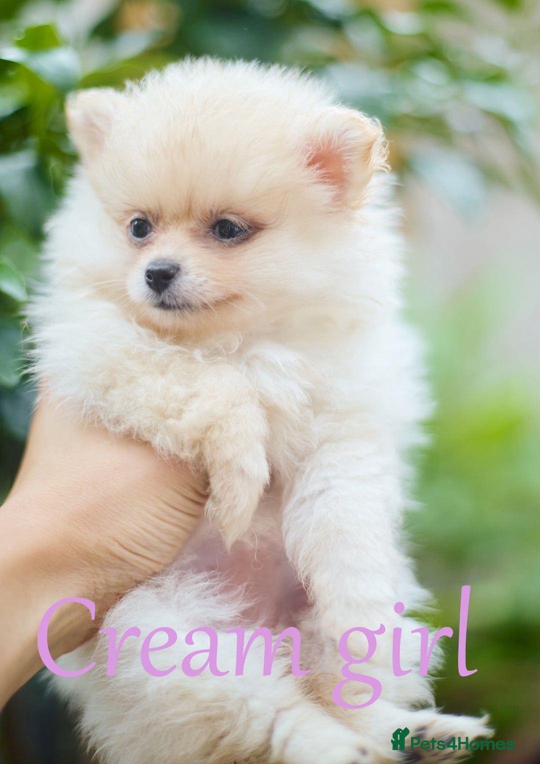 Pomeranian dogs for sale: KC Pomeranian puppies (Korean lines) - Image 33