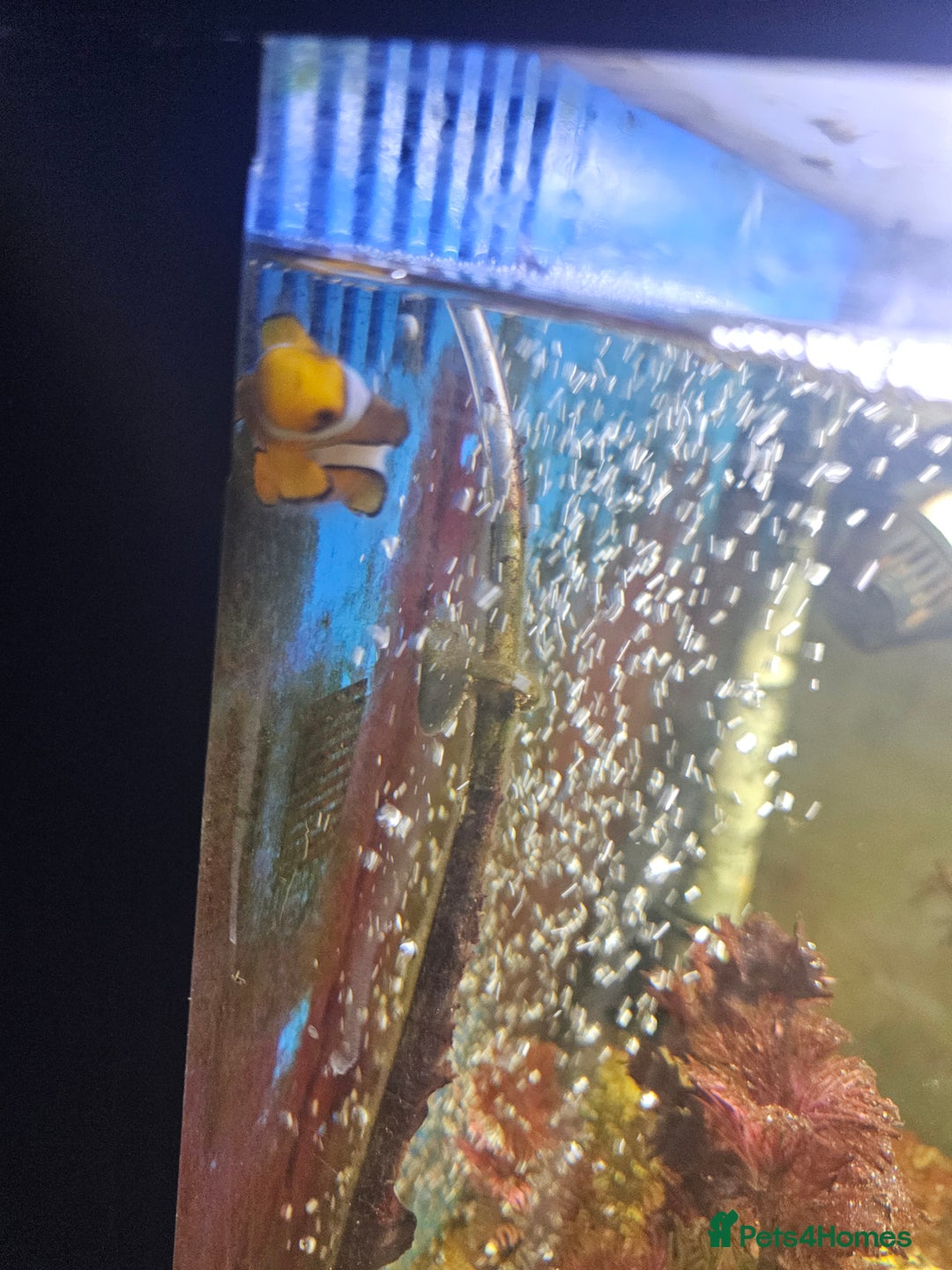 Other/Mixed Breed fish for sale: Marine Tank & fish - Image 5