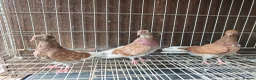 Pigeons birds for sale: Mix pigeons  in Hereford - Advert 10