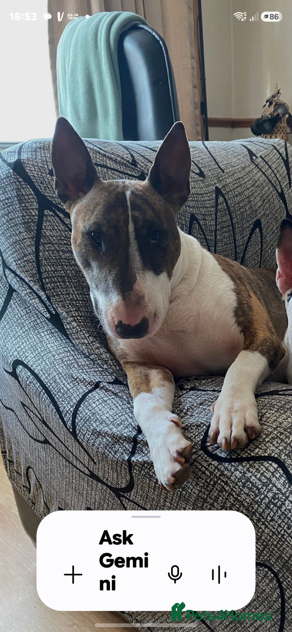 English Bull Terrier dogs Chunky Bullie boy - Advert 2