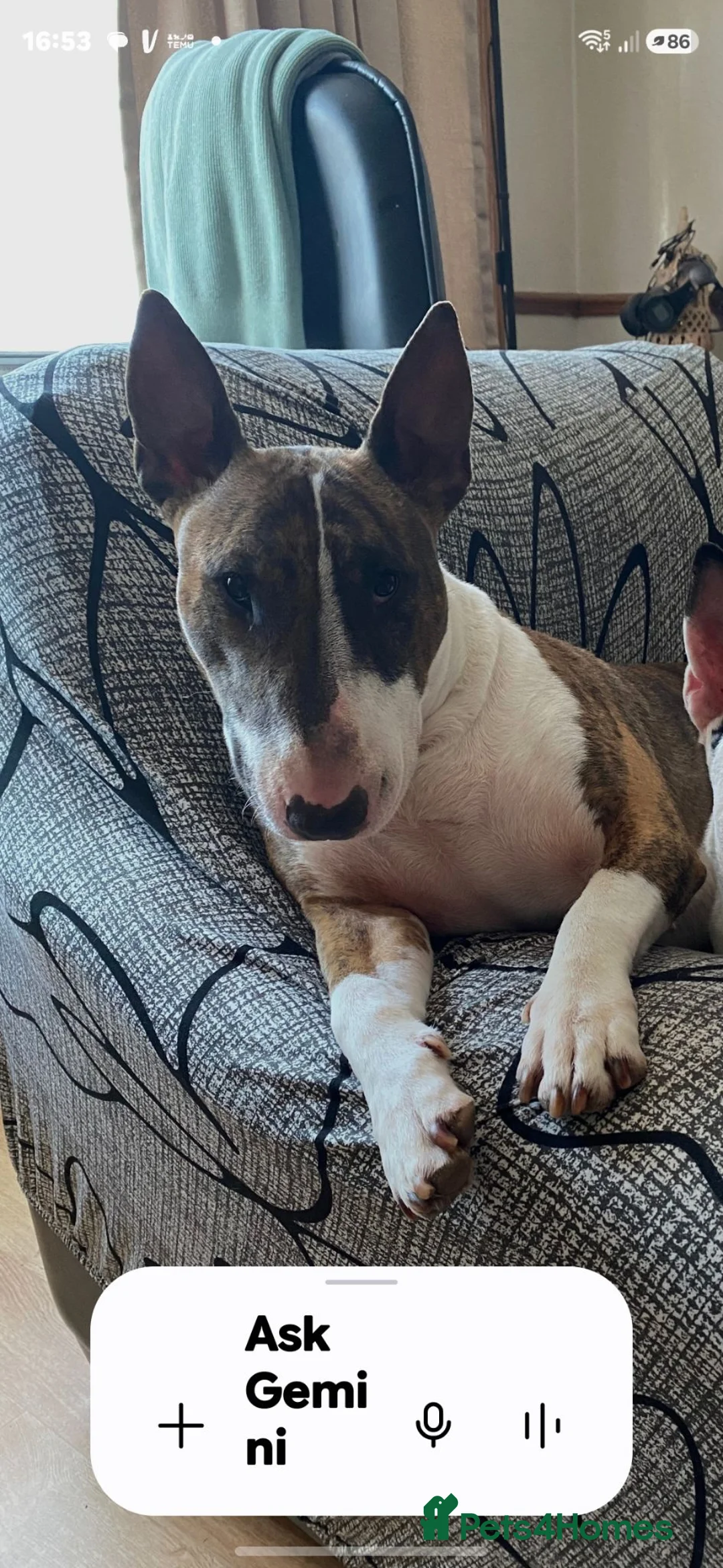 English Bull Terrier dogs for sale: Chunky Bullie boy - Advert 1