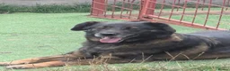 Mixed Breed dogs for adoption: Bruce & Kal - Advert 7