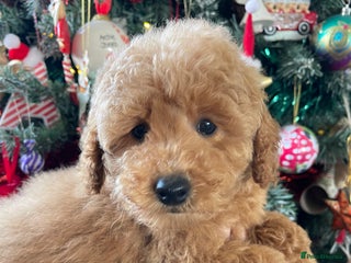 Miniature Poodle dogs 1 girl Miniature poodles *ready to leave* - Advert 17