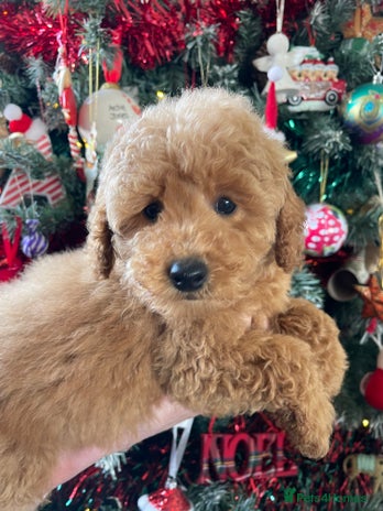 Miniature Poodle dogs Miniature poodles *ready to leave* - Advert 5