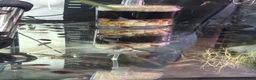 Frog reptiles for sale: Amazon Milk frog Tadpoles in Kidderminster - Advert 2