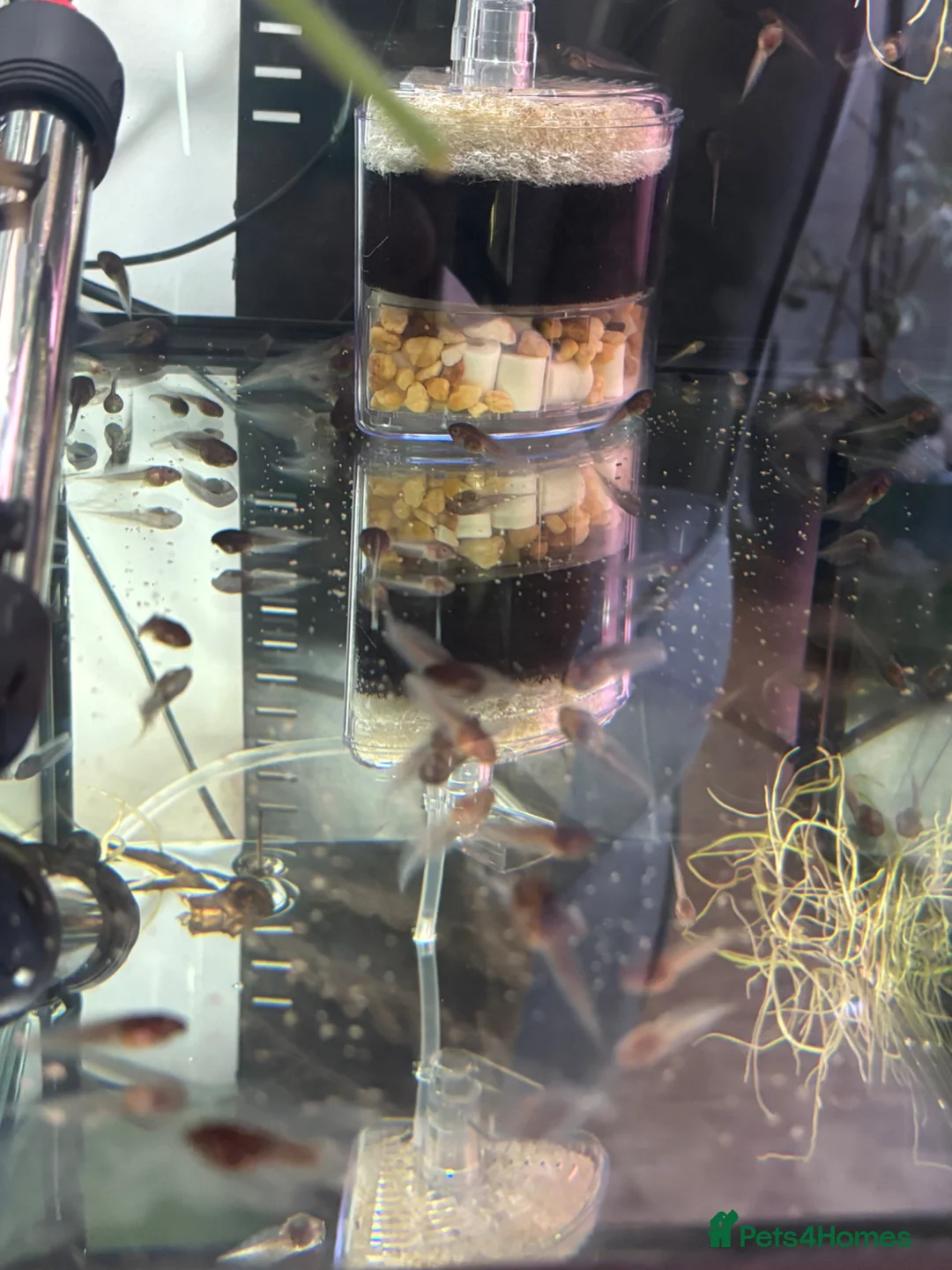 Frog reptiles for sale: Amazon Milk frog Tadpoles in Kidderminster - Advert 2