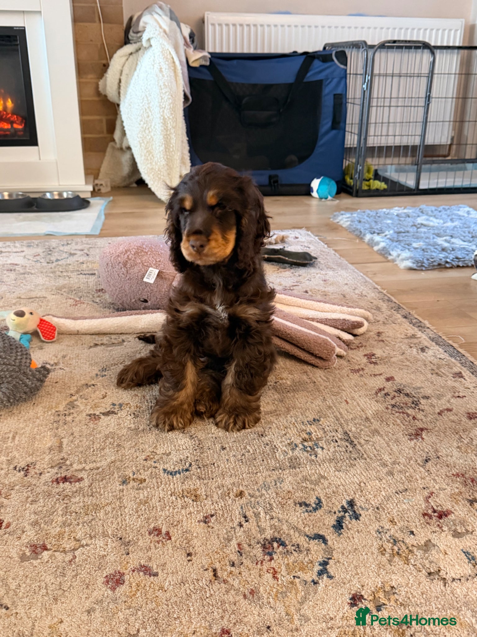 Cocker Spaniel dogs Ozzie - Show Type Cocker Spaniel - Advert 2
