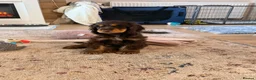 Cocker Spaniel dogs for sale: Ozzie - Show Type Cocker Spaniel in Southampton - Advert 1