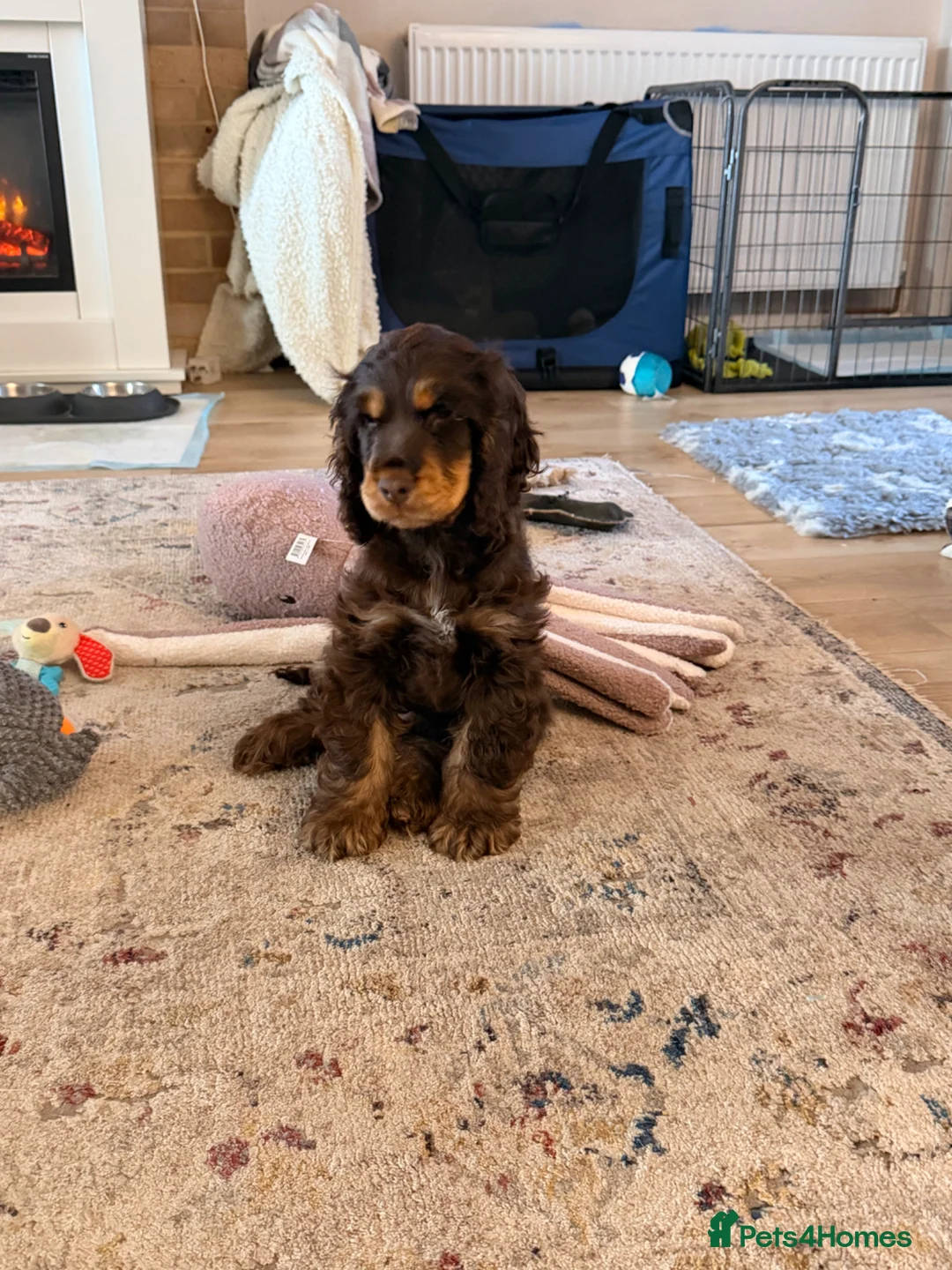 Cocker Spaniel dogs for sale: Ozzie - Show Type Cocker Spaniel in Southampton - Advert 1