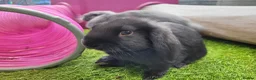 Mini Lop rabbits for sale: Beautiful Mini Lop Mix Rabbits - READY THURSDAY  - Advert 5