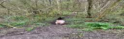 Cockapoo dogs for sale: Ruby and Rosie  in Cardiff - Advert 8