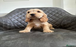 Cocker Spaniel dogs for sale: Beautiful Show Type Cocker Spaniel Pups - Image 1