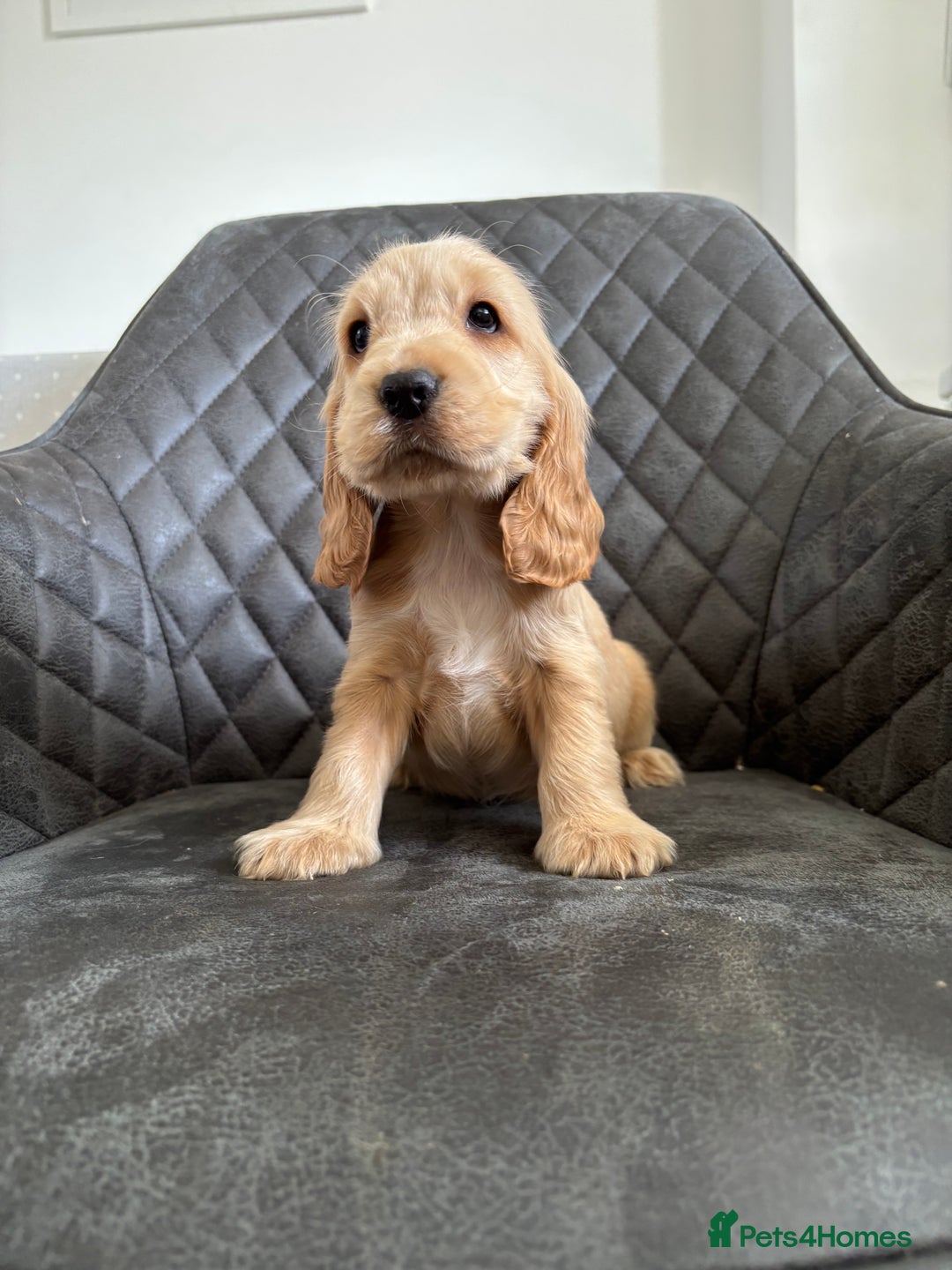 Cocker Spaniel dogs for sale: Beautiful Show Type Cocker Spaniel Pups - Image 1