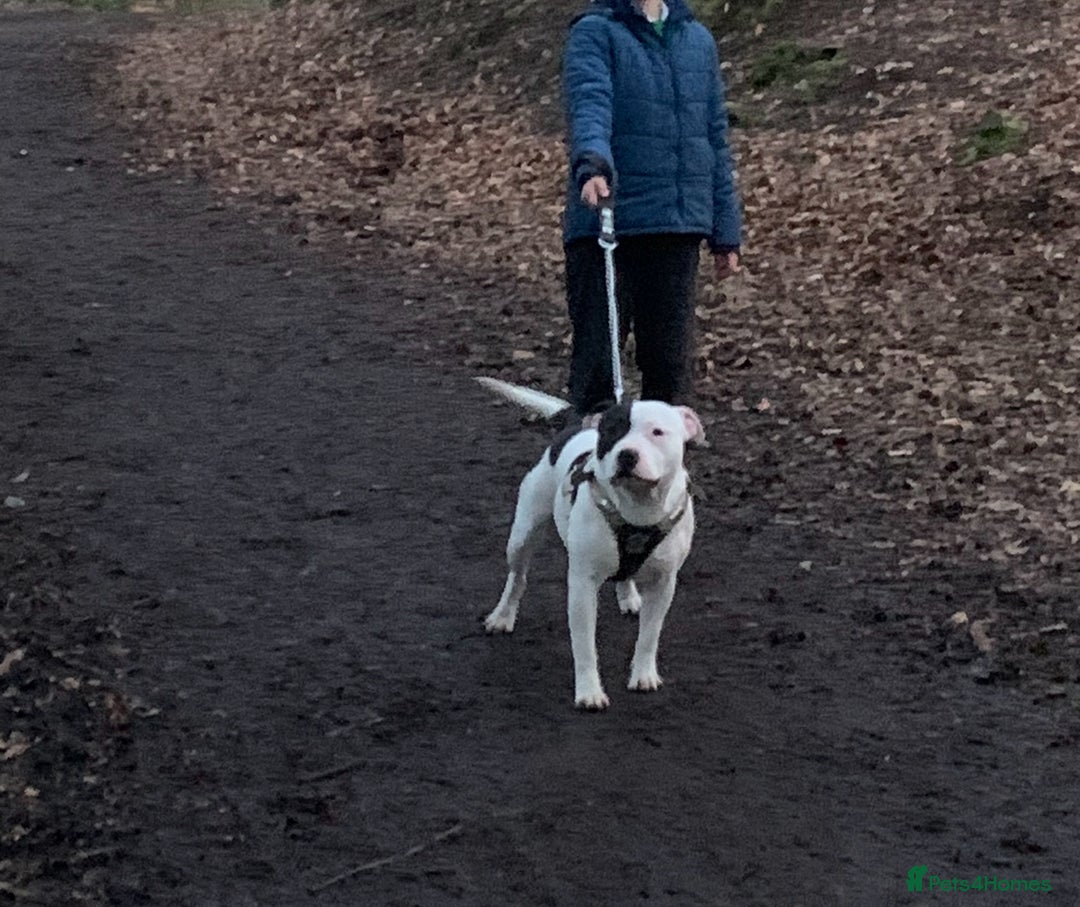 Staffordshire Bull Terrier dogs for sale: Mum and daughter  - Image 3
