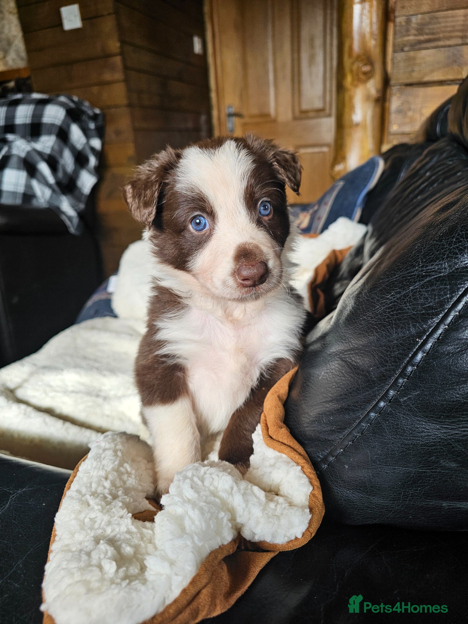 Border Collie dogs Red Merle and Red/white border collie pups - Advert 2
