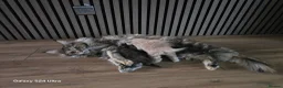 Maine Coon cats for sale: Stunning Maine Coon Kittens - Advert 14