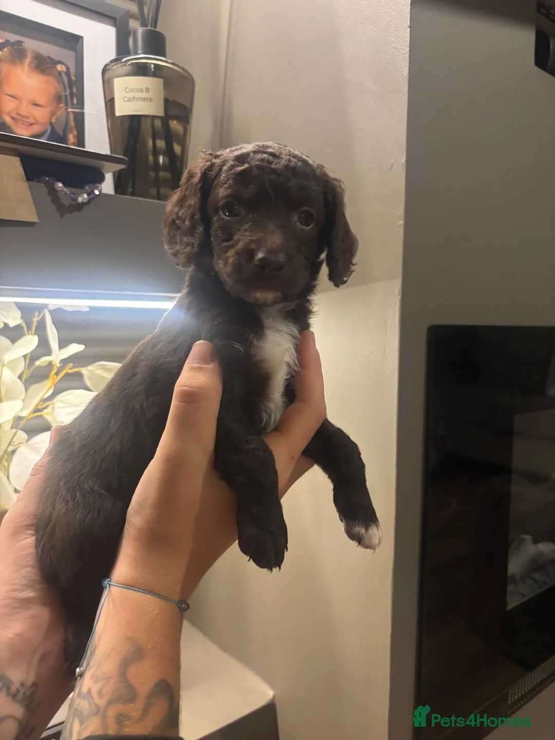 Cockapoo dogs for sale: Cockapoo puppies  - Advert 1