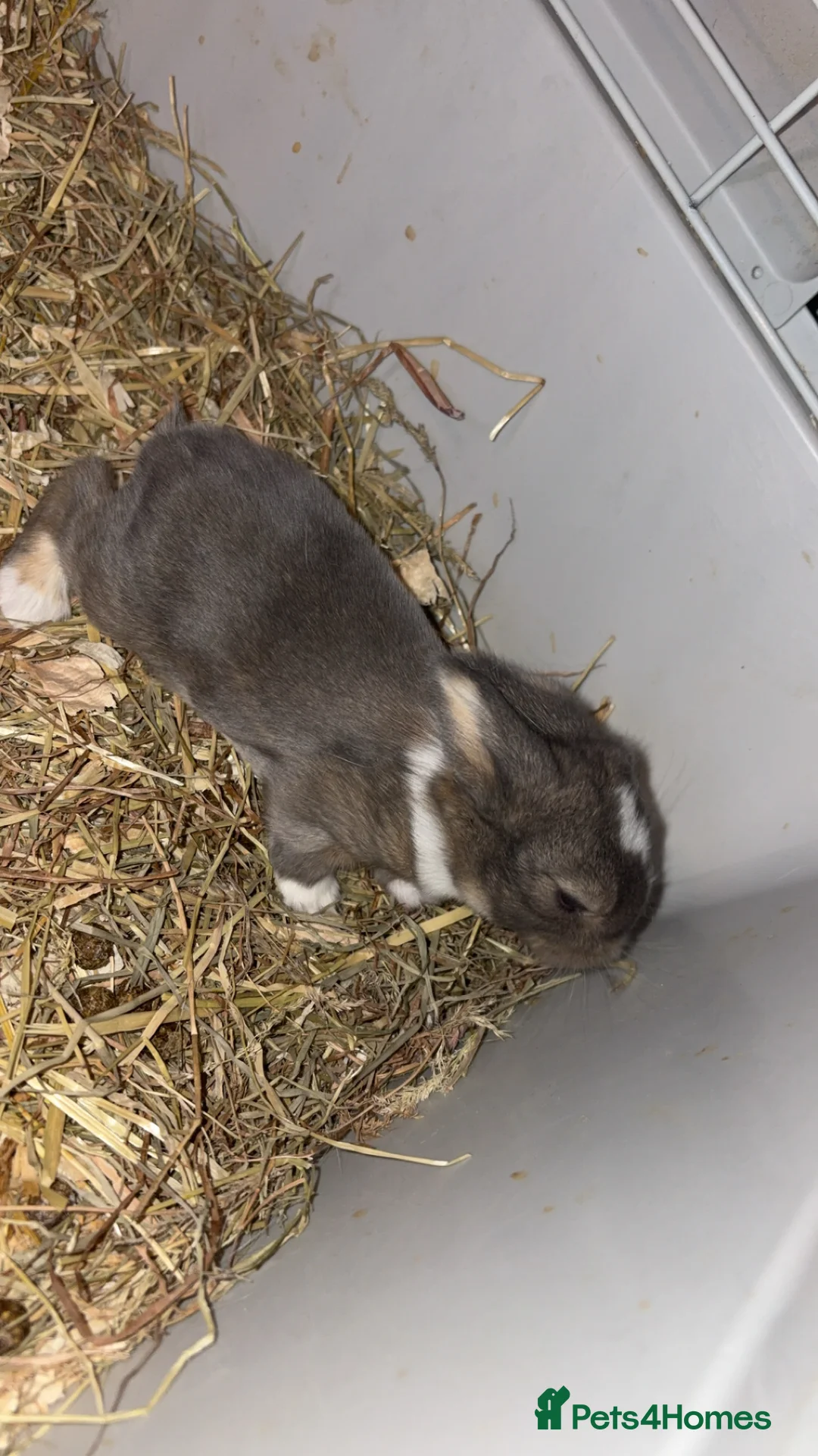 Mini Lop rabbits for sale: 4 pure breed mini lop - Advert 9