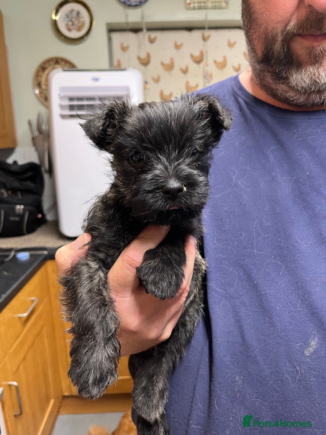 Cairn Terrier dogs for sale: Adorable Cairn Terrier Puppies - Image 7