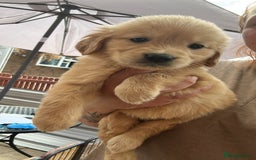 Golden Retriever dogs for sale: KC registered, Health Certificated, DARK SHOW Line - Image 9