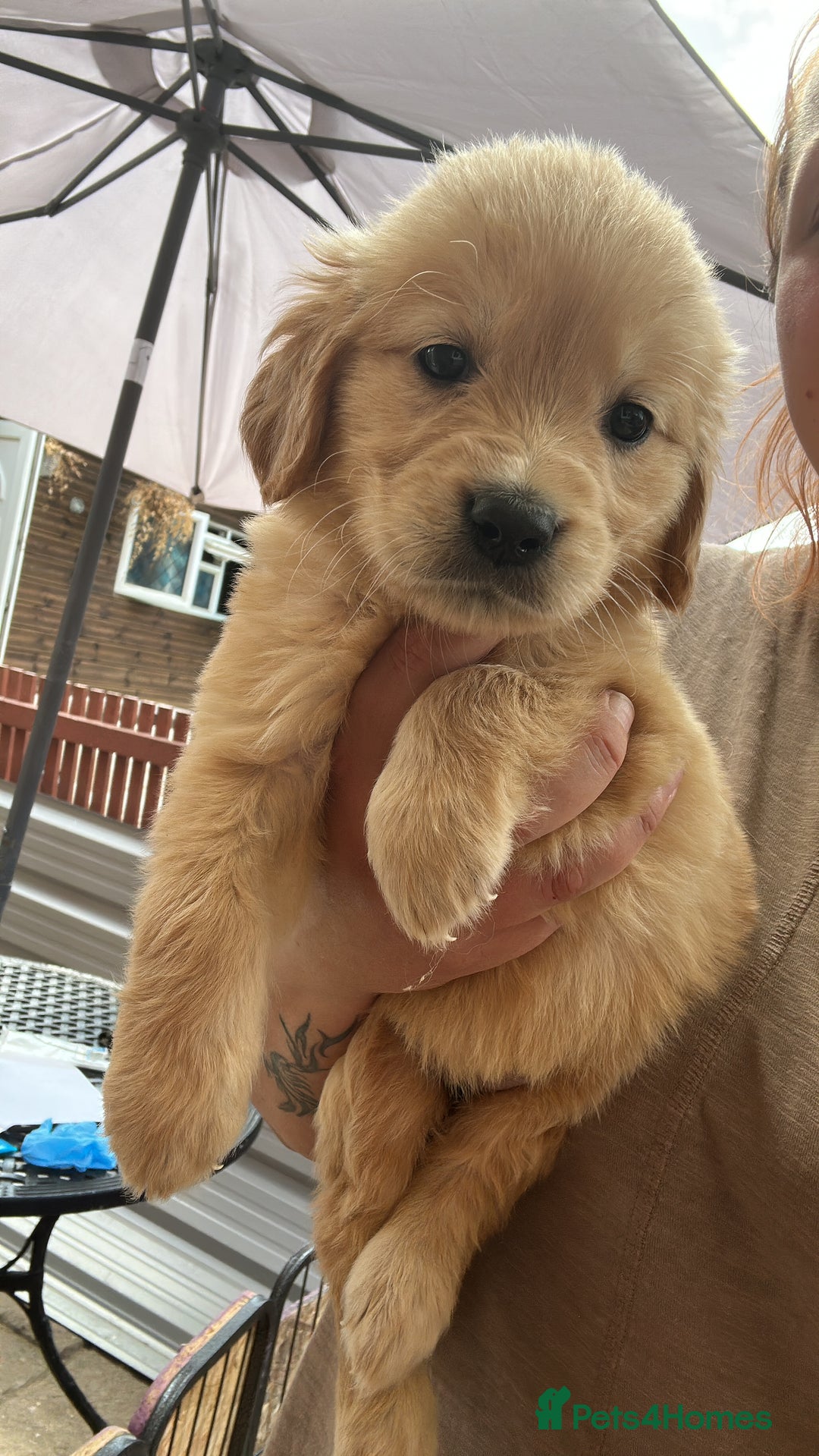 Golden Retriever dogs for sale: KC registered, Health Certificated, DARK SHOW Line - Image 9