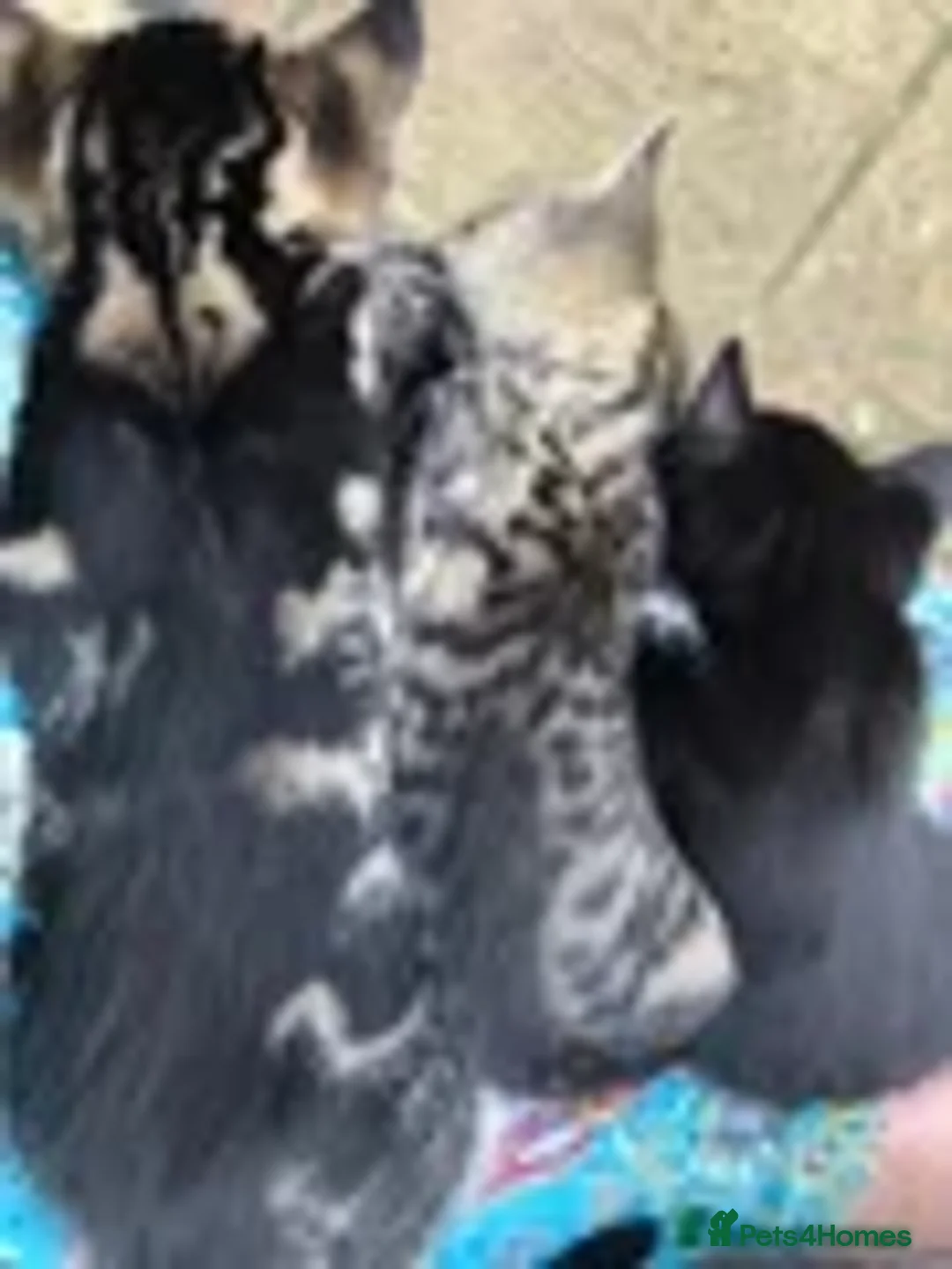 Mixed Breed cats for sale: 2 LEFT: Beautiful kittens in need of good homes - Image 8