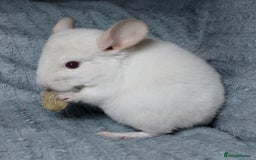 Chinchilla rodents for sale: Chinchilla babies. Ready to go in 2 weeks. - Advert 8