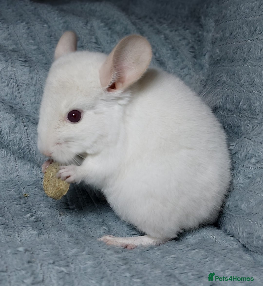 Chinchilla rodents for sale: Chinchilla babies. Ready to go in 2 weeks. - Advert 8