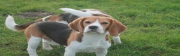 Beagle dogs for sale: 2 YEAR OLD BEAGLE BOY - Advert 1