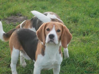Beagle dogs 2 YEAR OLD BEAGLE BOY - Advert 4