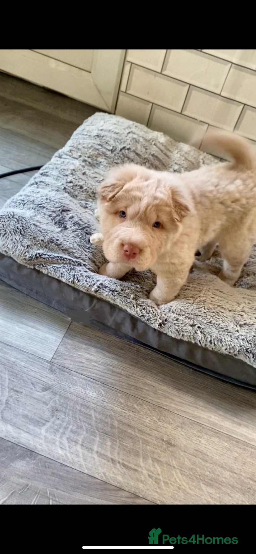 Shar Pei dogs ✨🐾 Cream Bear Coat Shar Pei Girl Available 🐾✨ - Advert 1